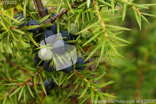 Image of Juniper berry