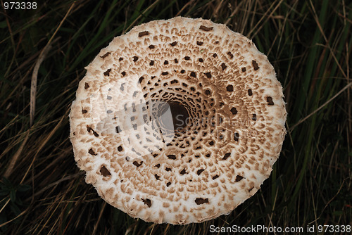 Image of Mushroom sunstroke