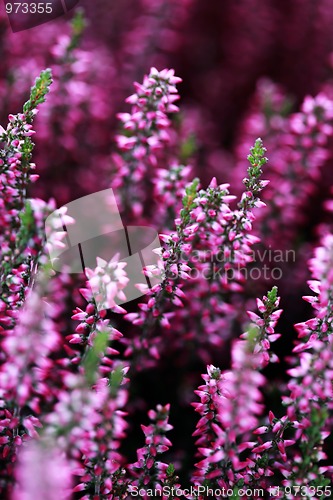 Image of heather