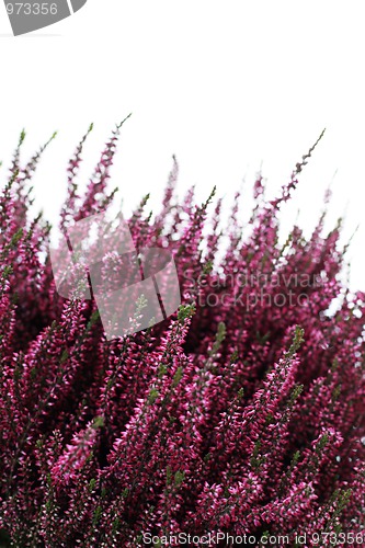 Image of heather