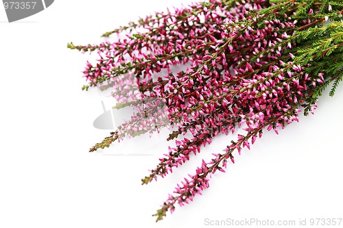 Image of heather