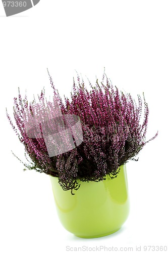 Image of pot of heather