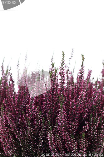 Image of heather