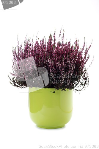 Image of pot of heather