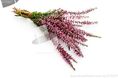 Image of heather