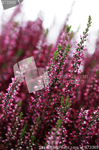 Image of heather