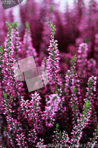 Image of heather