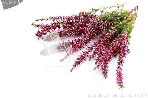 Image of heather