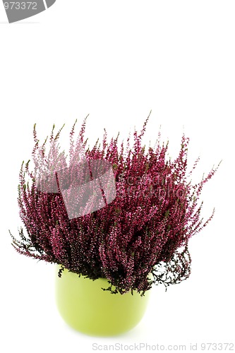 Image of pot of heather