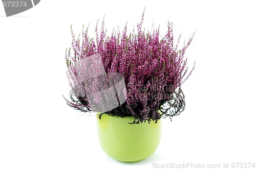 Image of pot of heather