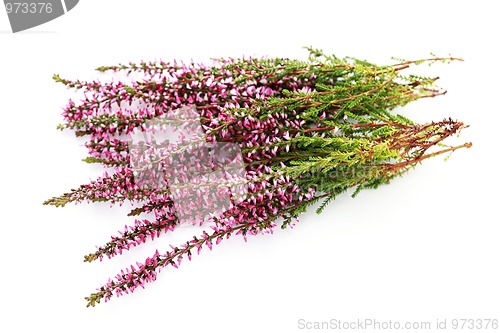 Image of heather