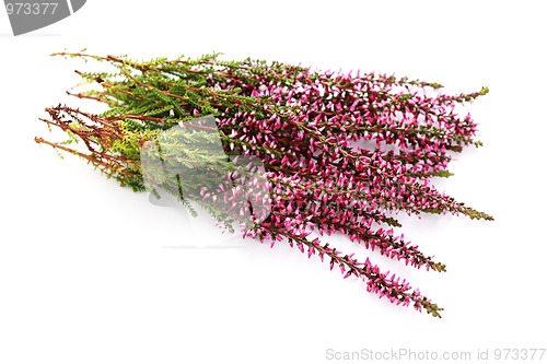 Image of heather