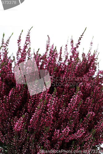 Image of heather