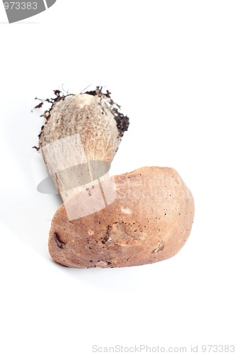 Image of Boletus in studio