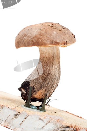 Image of Boletus in studio