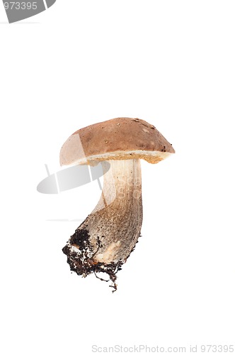 Image of Boletus in studio