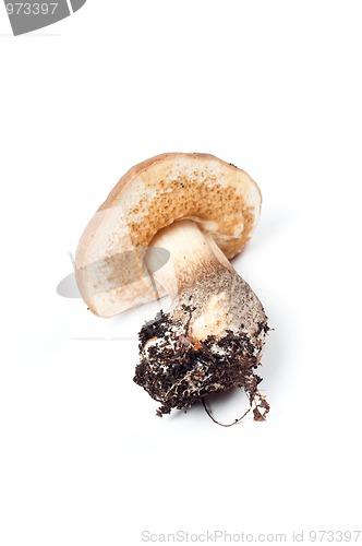 Image of Boletus in studio