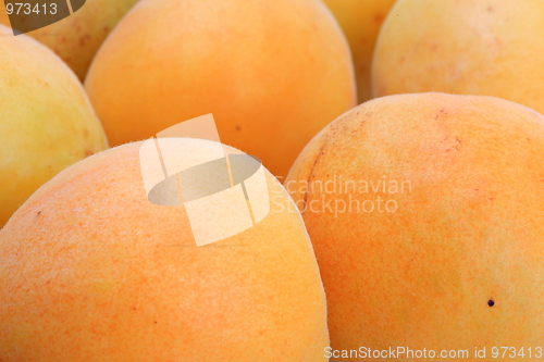 Image of The apricots