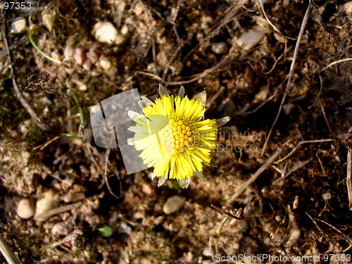 Image of yellow flower