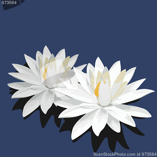 Image of Lotus is isolated on blue background