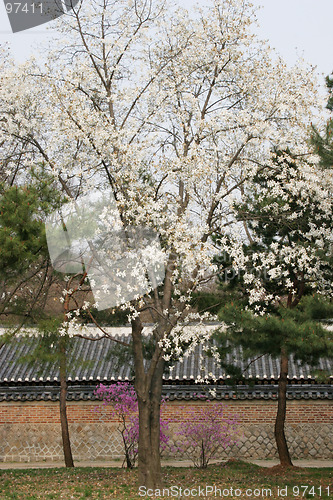 Image of Garden in bloom