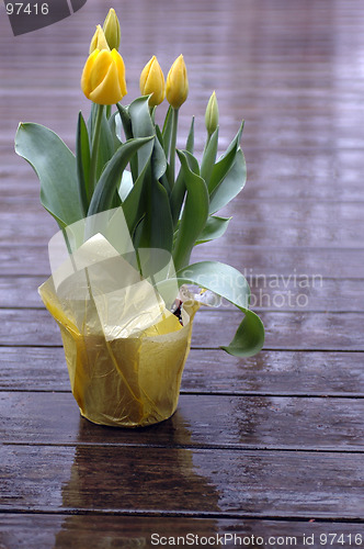 Image of yellow tulips