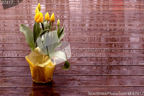 Image of yellow tulips