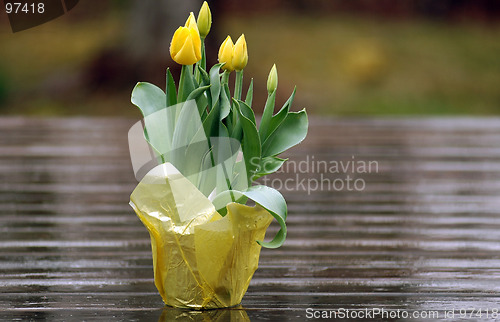 Image of tulips