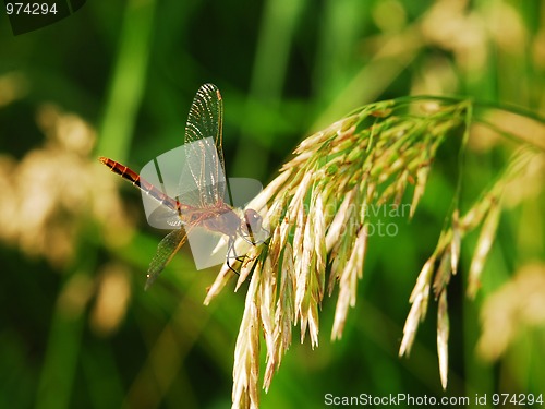 Image of Dragonfly