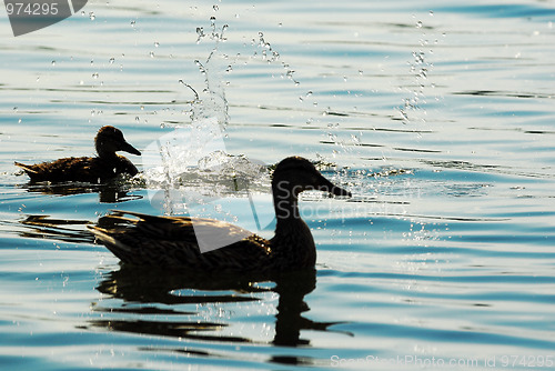 Image of Two ducks