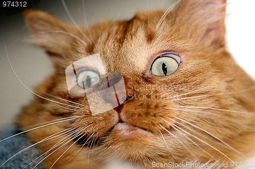 Image of Agry cat
