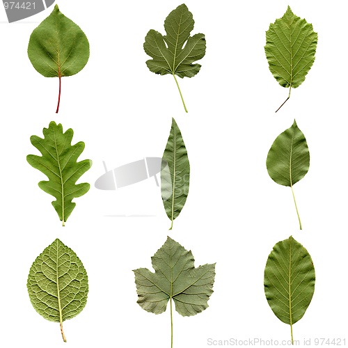 Image of Leaves collage