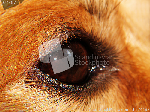 Image of Dog EYE - macro