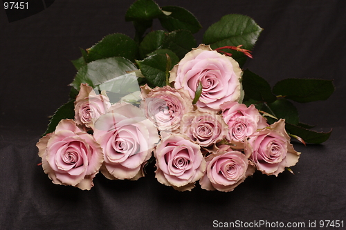 Image of Pink roses