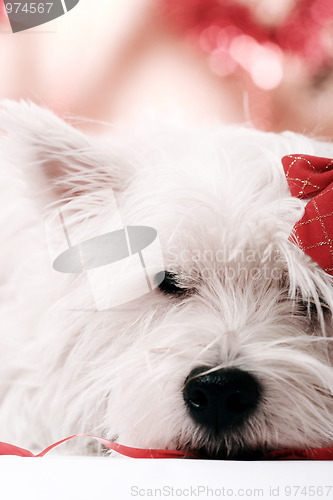Image of Westie