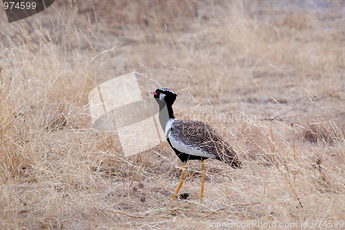 Image of Gackeltrappe (Eupodotis afra)