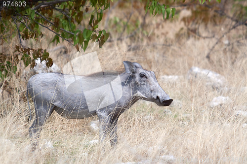 Image of Warzenschwein (Phacochoerus africanus)