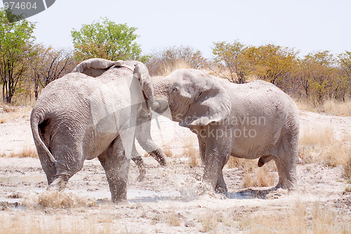 Image of Elefantenbullen (Elephantidae)