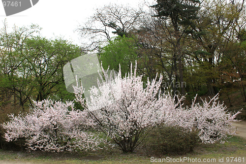 Image of Cherry blossoms in a Korean garden