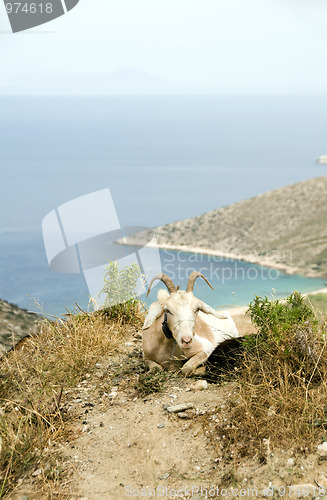 Image of sheep with horns on mountain over Agia Theodoti beach Ios cyclad