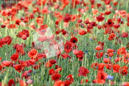 Image of Poppy field