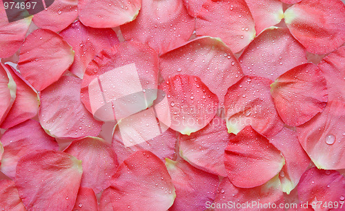 Image of Dripped water on petal of the roses