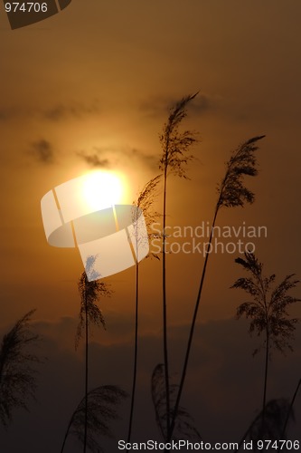 Image of Reeds at sunset