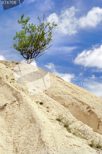 Image of Lonely bush on sandy mountain peak