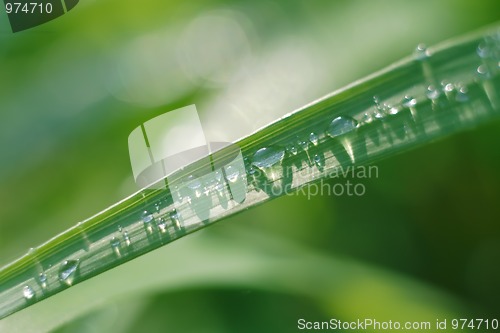 Image of The drops of water on the grass leaf