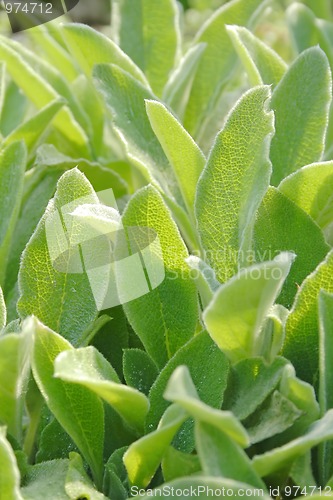 Image of Sage's leaves close up