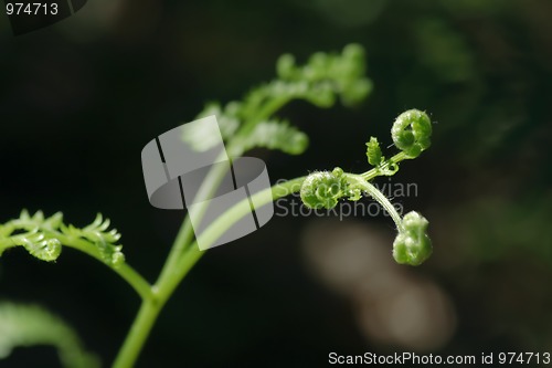 Image of Young leaf of the fernbrake's fern (Pteridium aqulinum)