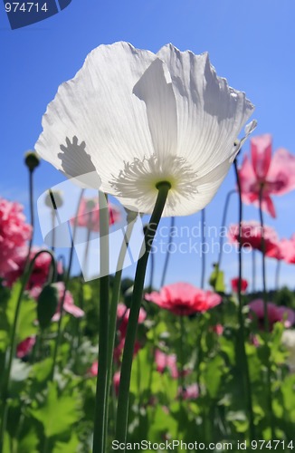 Image of White poppy flower