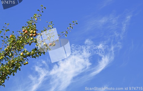 Image of Wild pear tree with fruits