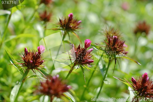 Image of Fading Sweet William plants (Dianthus barbatus)